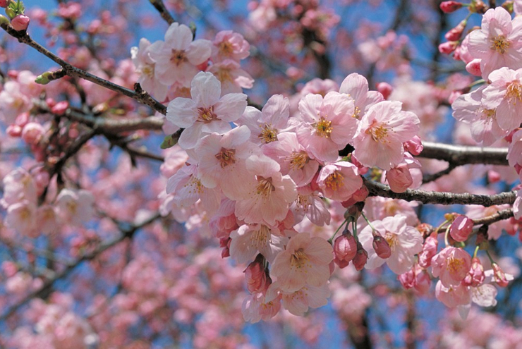 写真：花のイメージ