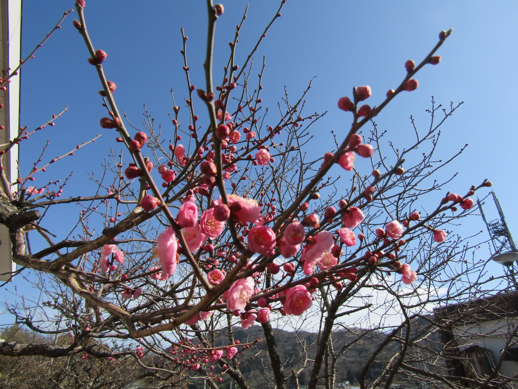 写真：生け花のイメージ